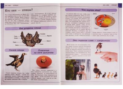 Птицы с доставкой по Минску от 70 рублей бесплатно!